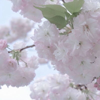 Furry插画构图灵感福瑞群